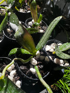 Phalaenopsis stuartiana (Species from Philippines)