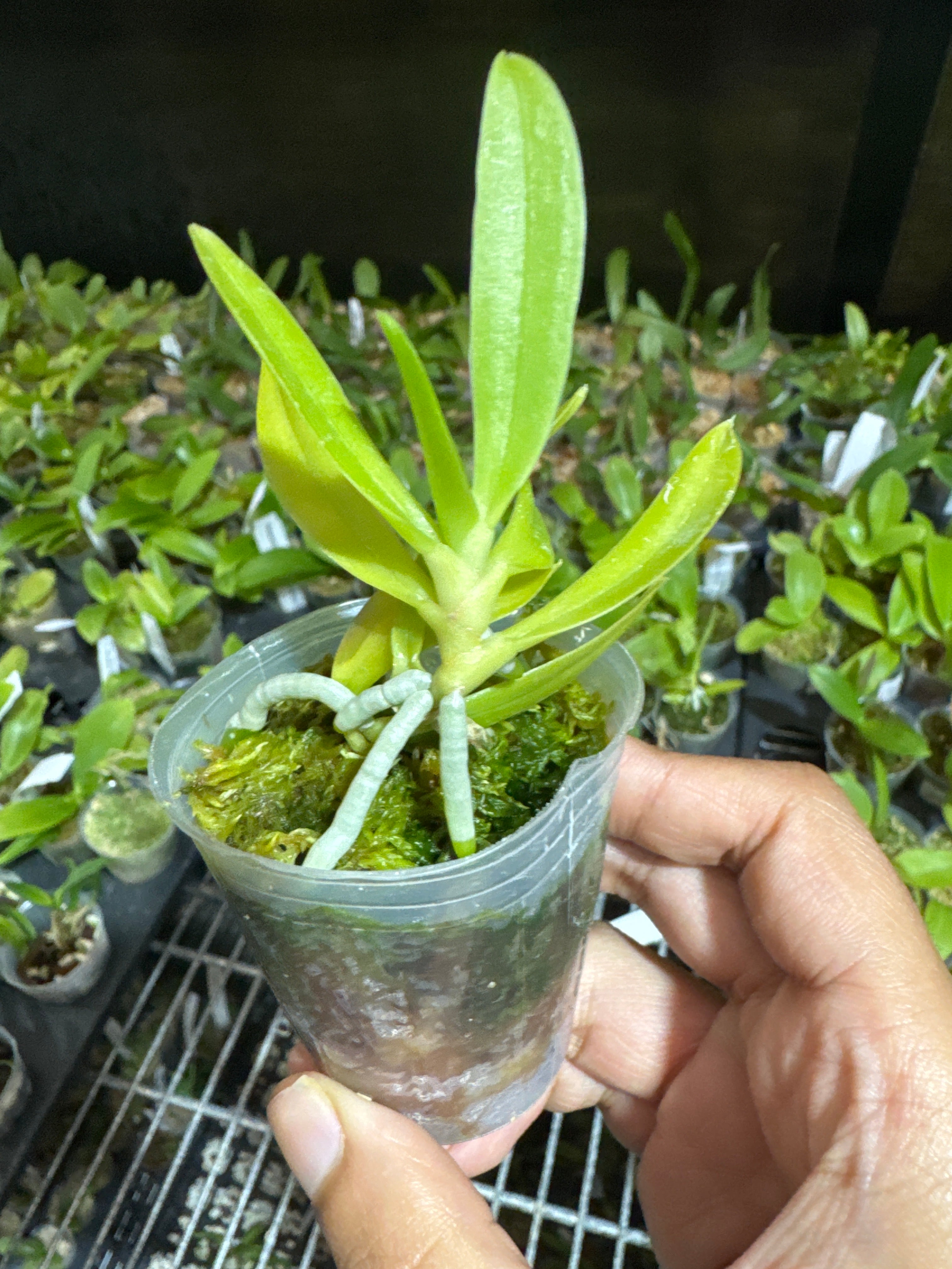 Phalaenopsis cornu-cervi var. flava 'Wave-Peloric' (Meristem, Rare Species)