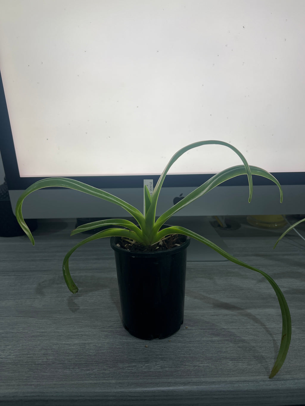 Paphiopedilum Prince Edward of York x Booths Sand Lady