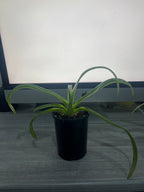 Paphiopedilum Prince Edward of York x Booths Sand Lady