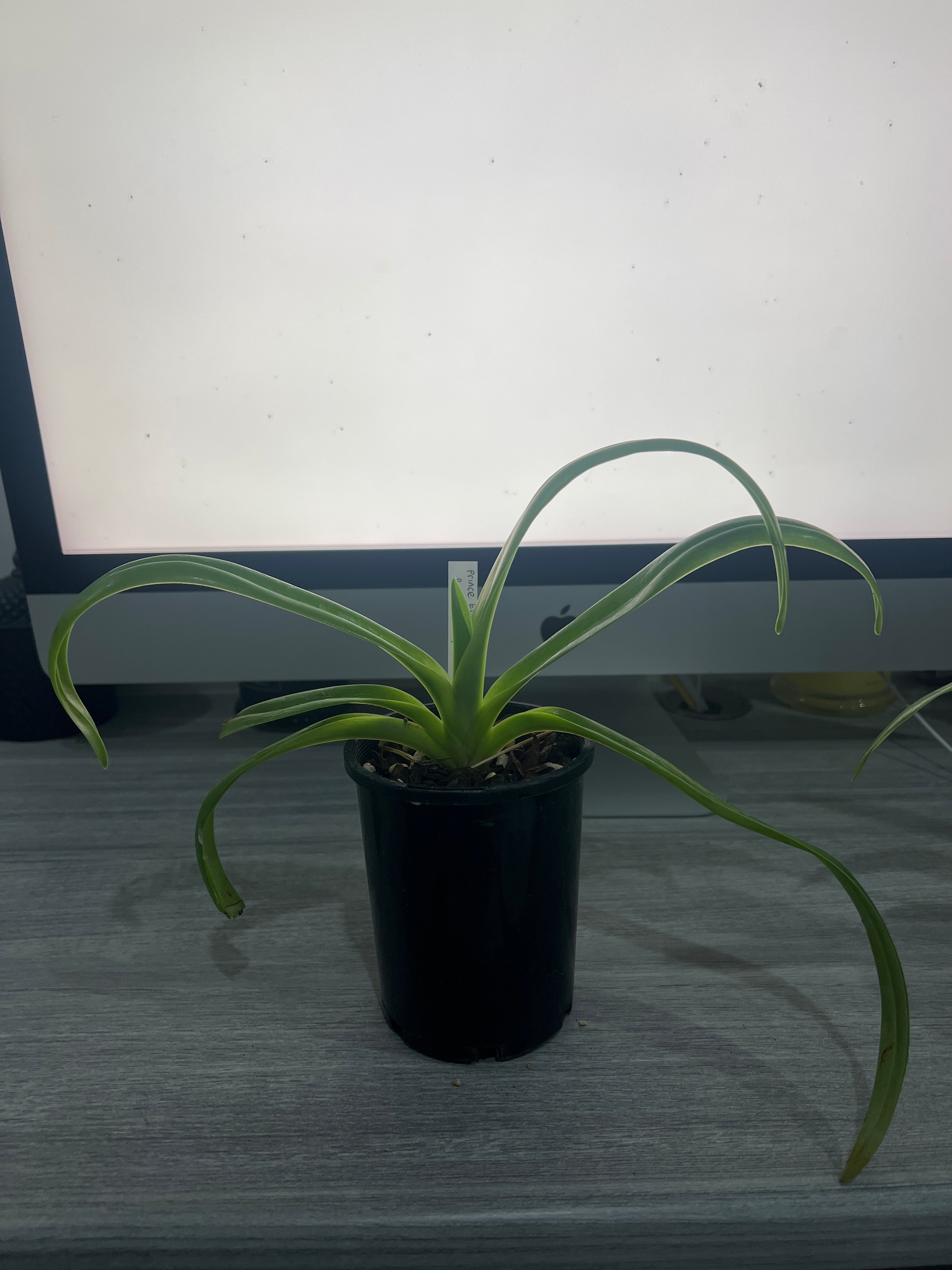 Paphiopedilum Prince Edward of York x Booths Sand Lady