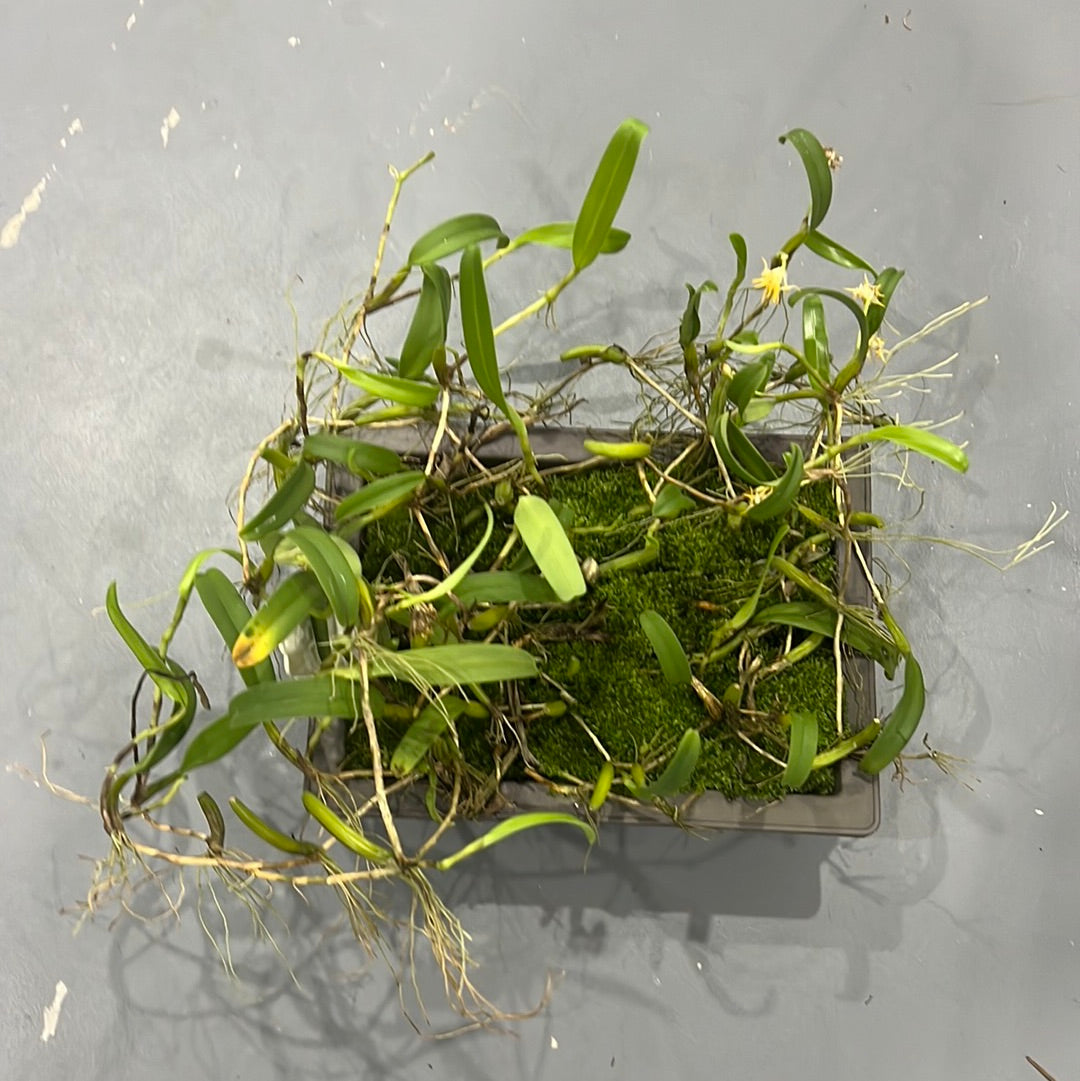 Bulbophyllum concinnum  (Rare Species) Secondary image