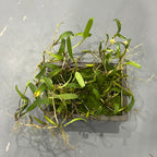 Bulbophyllum concinnum  (Rare Species)