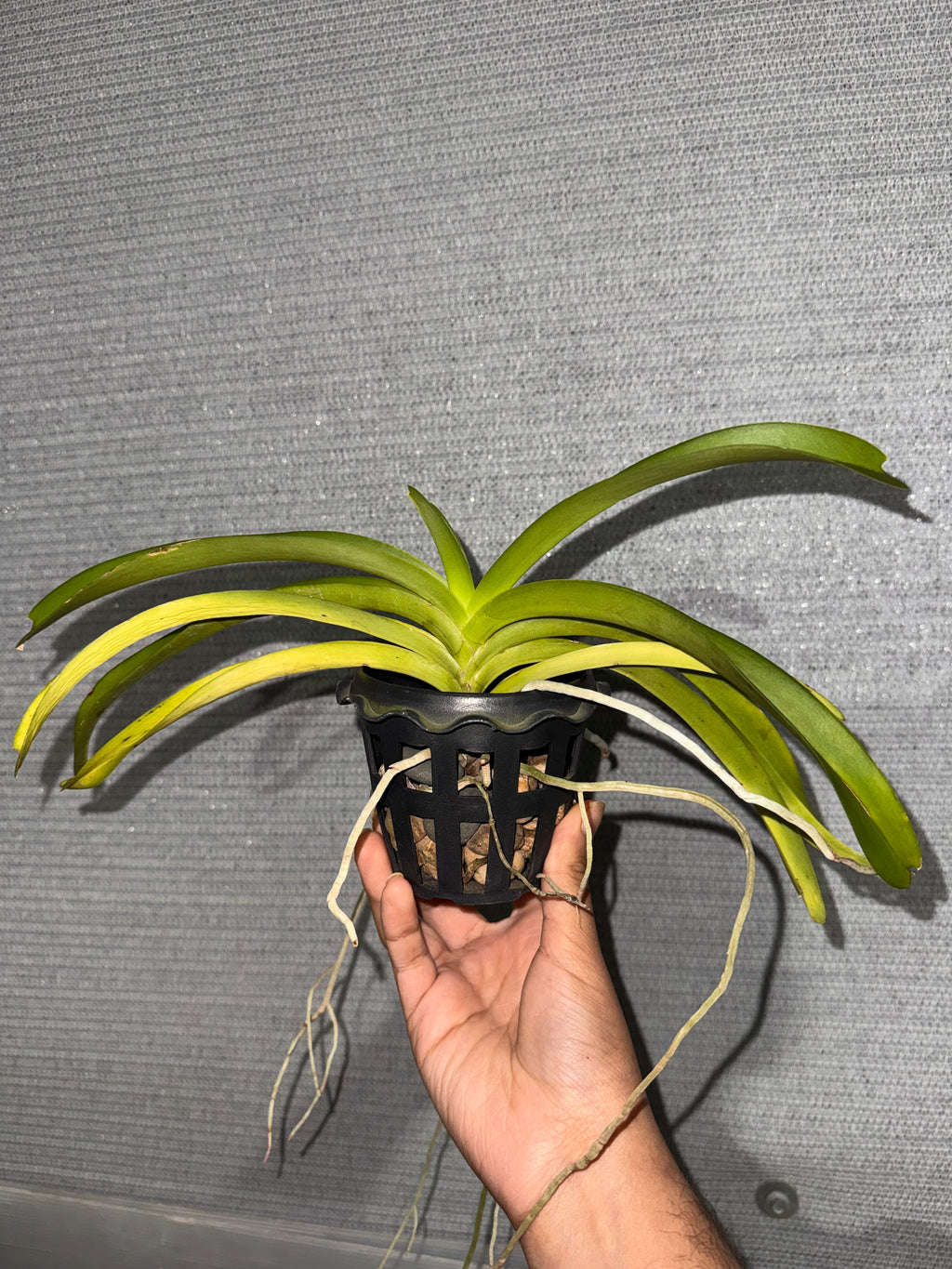 Rhynchostylis Coelestis X Vanda Luzonica (Flowering size)