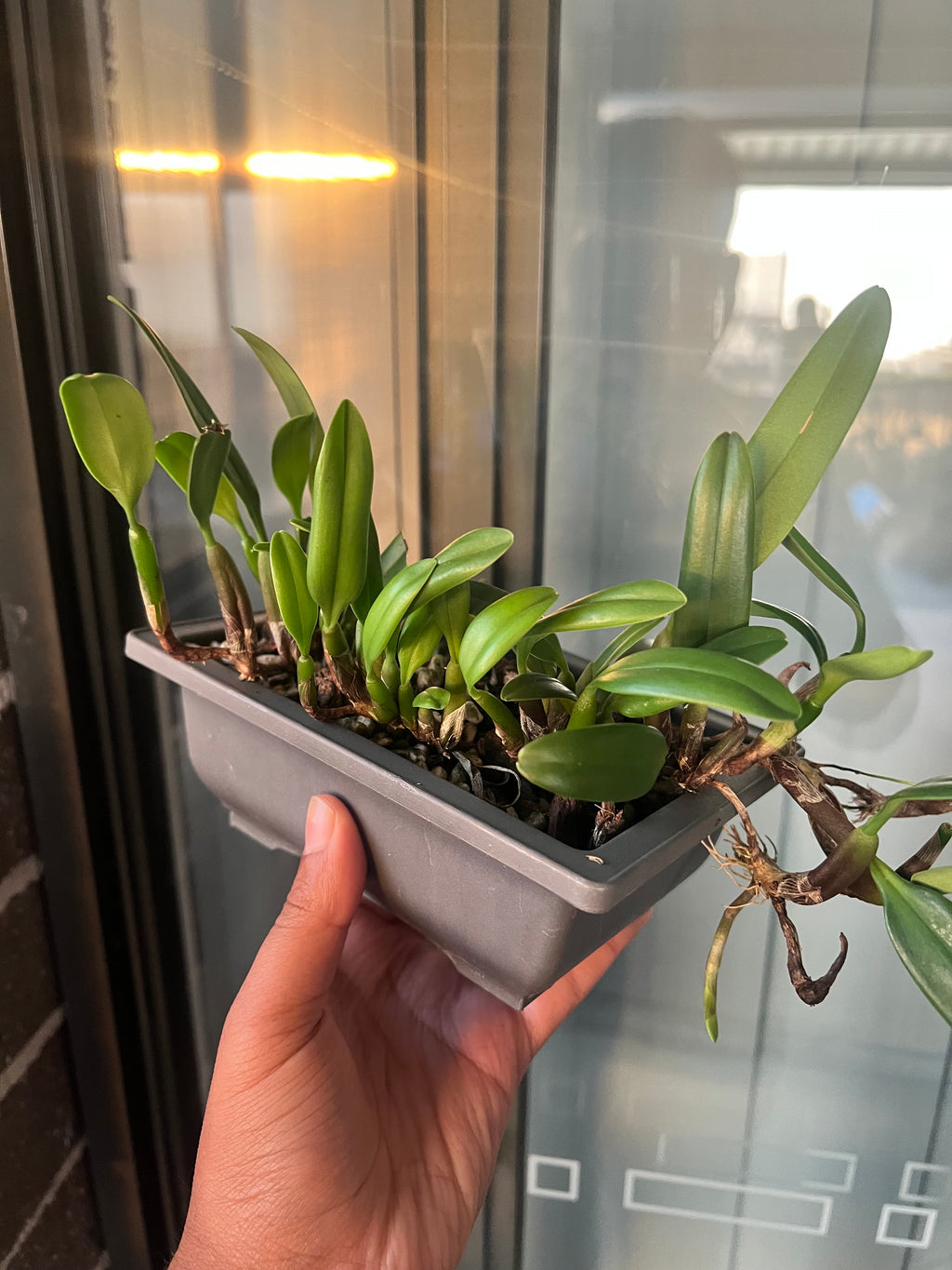 Bulbophyllum Ambrosia