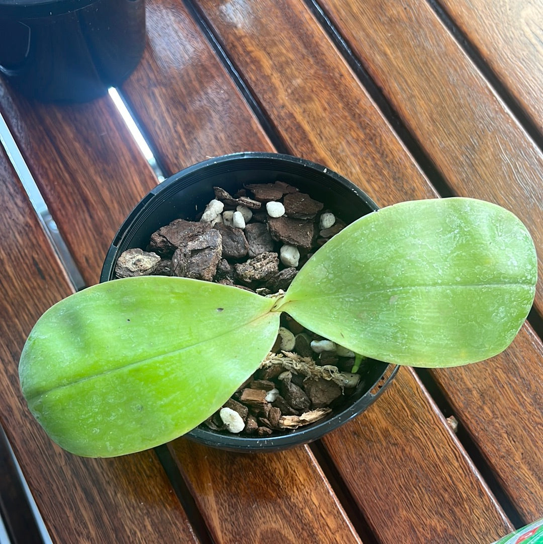 Phalaenopsis Mituo Princess 'sapphire' Secondary image