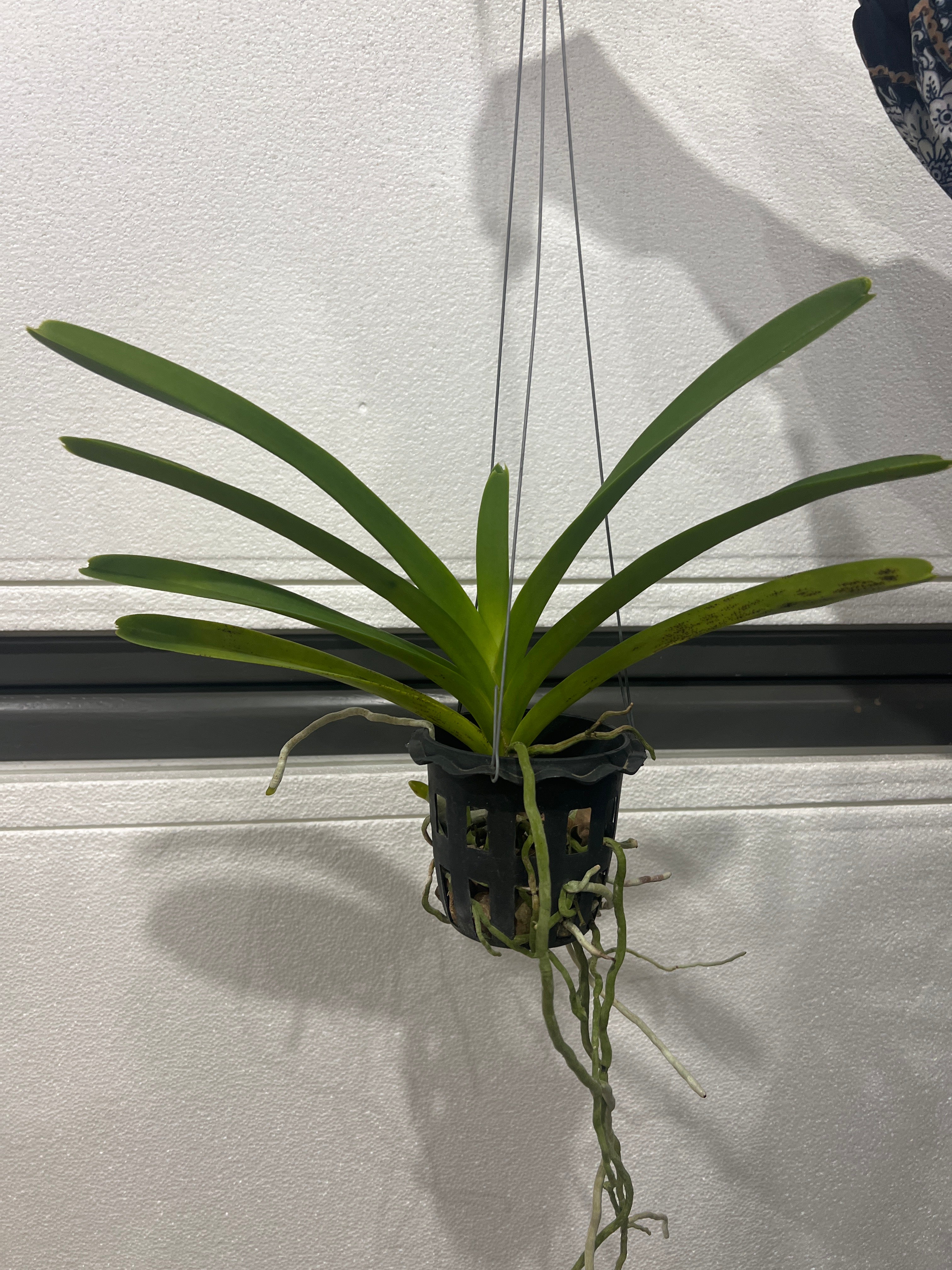 Vanda Adisak Happiness (V. Siam Spots x V. Bitz's Heartthrob)