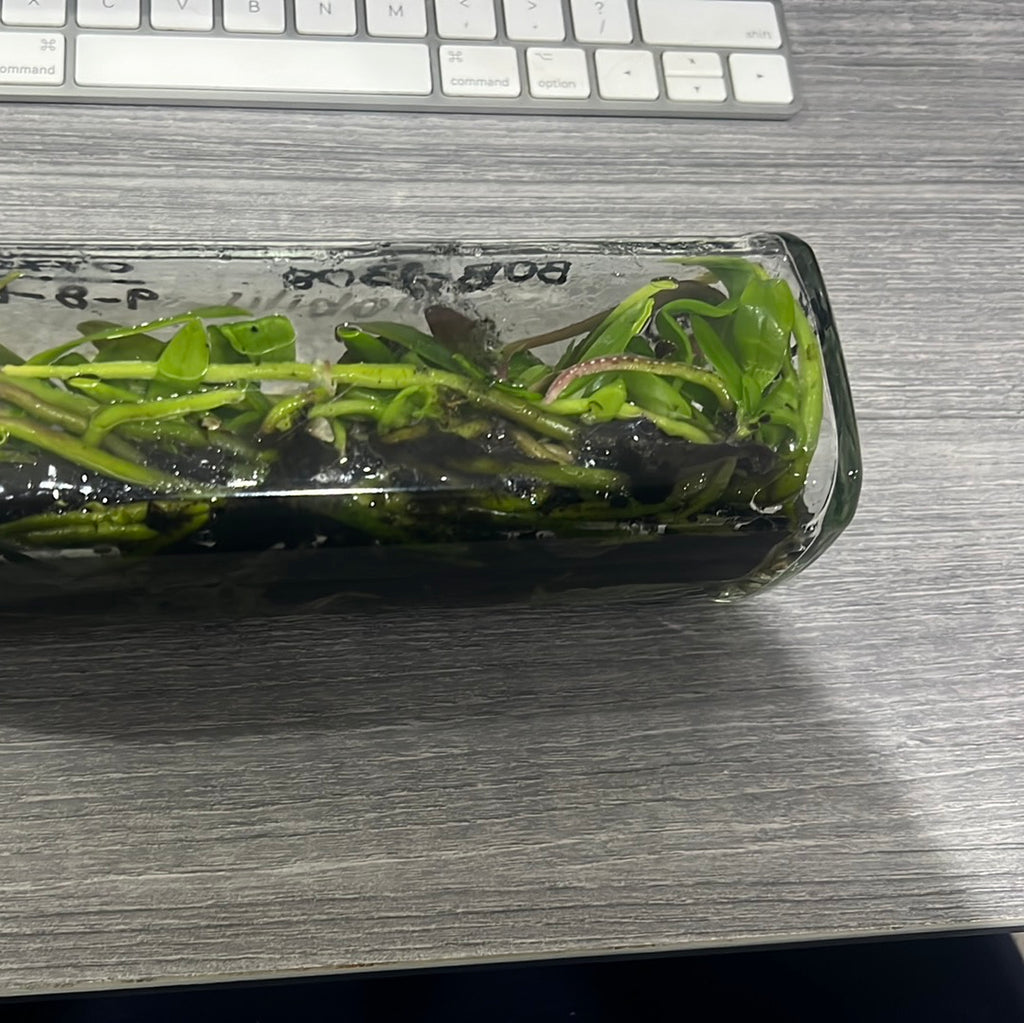 Phalaenopsis amabilis SPECIES FLASK (30+ PLANTS)