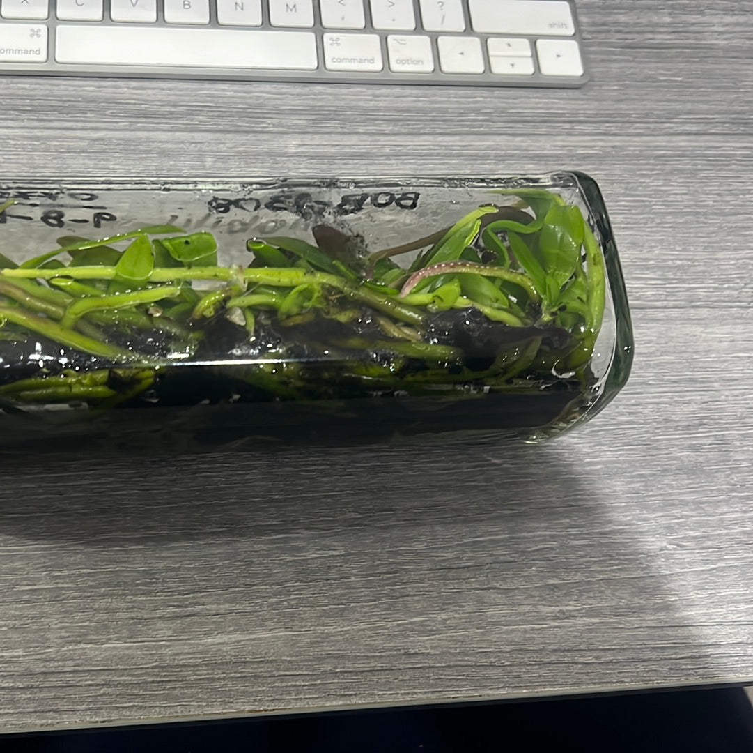 Phalaenopsis amabilis SPECIES FLASK (30+ PLANTS)