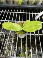 Phalaenopsis bellina 'LW688' MC (Species)