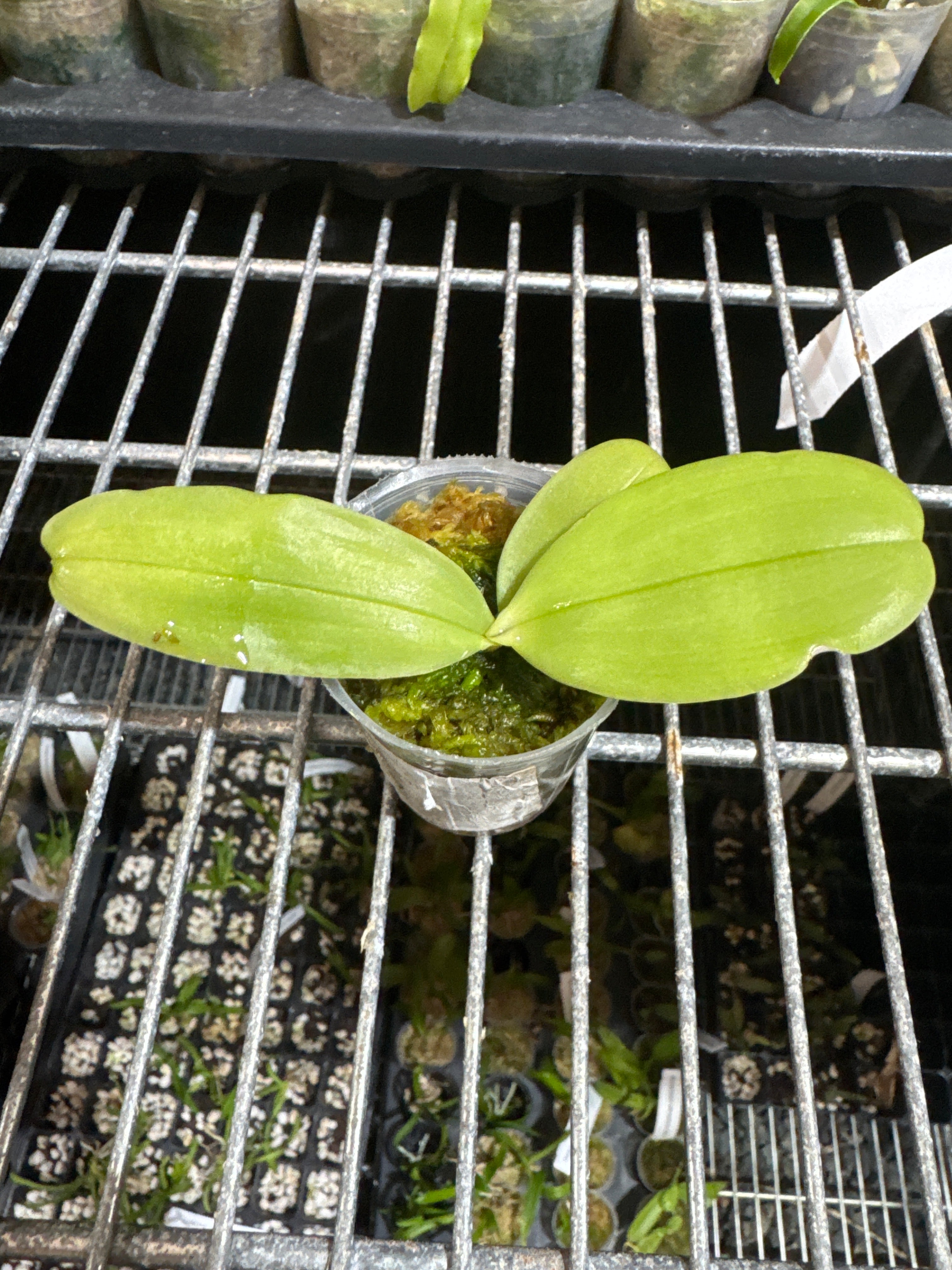 Phalaenopsis bellina 'LW688' MC (Species)