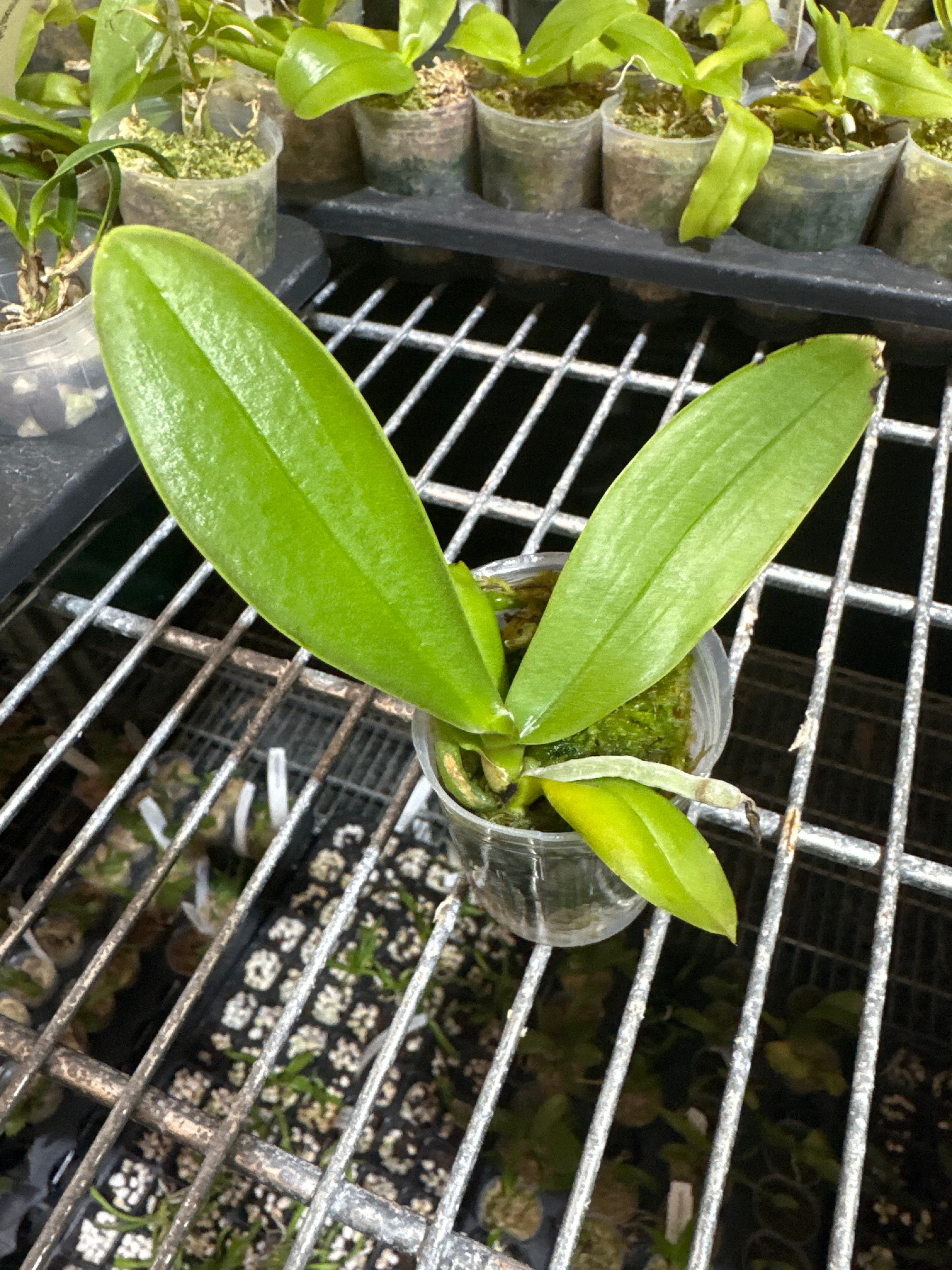 Phal. Joy Precious Coral MC Secondary image