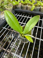 Phal. Joy Precious Coral MC