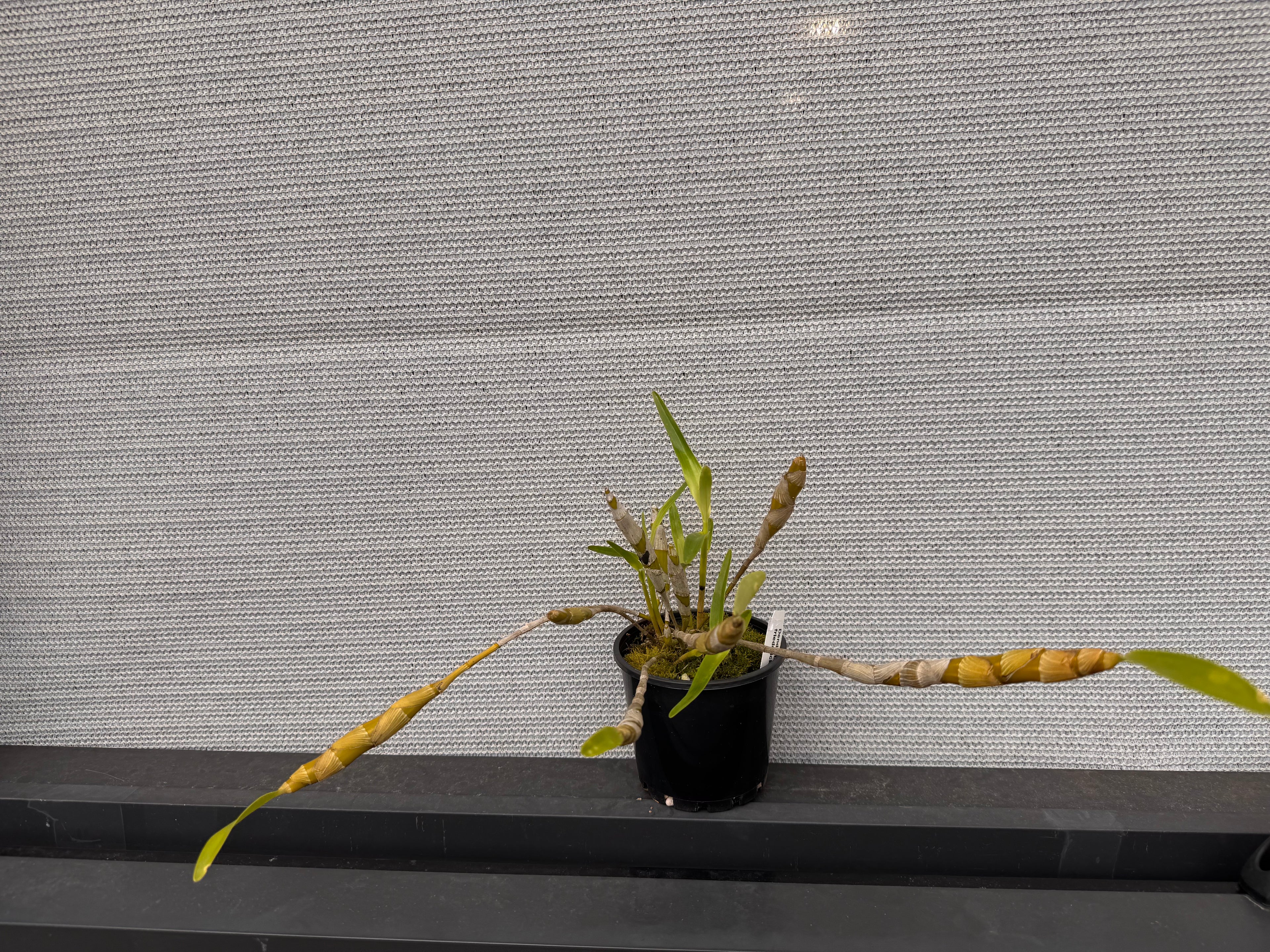 Dendrobium friedericksianum (Species)
