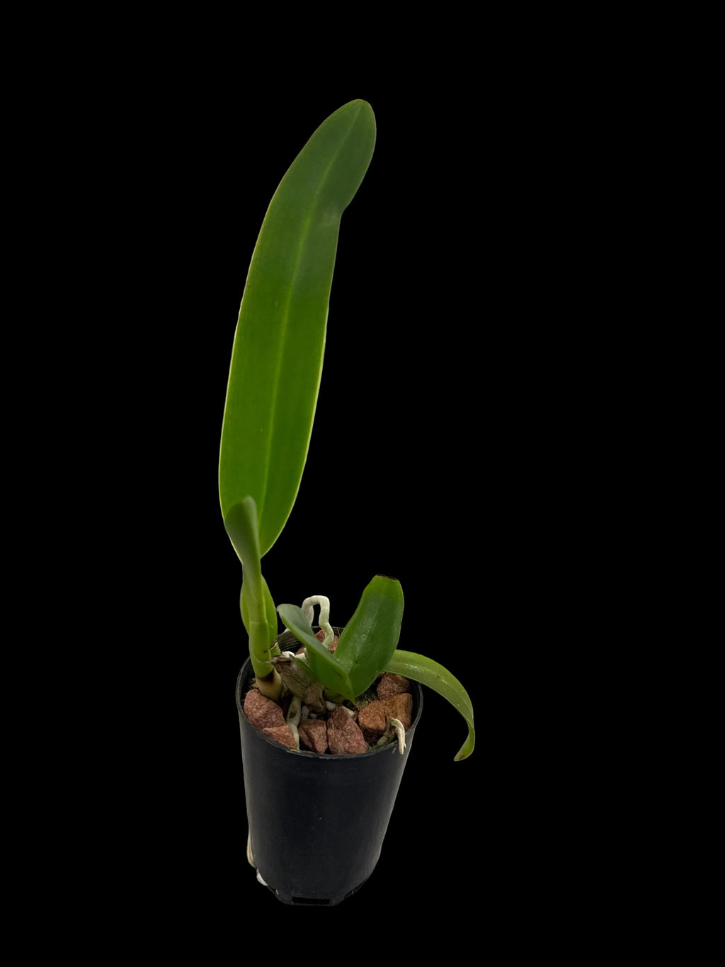 Cattleya C. G. Roebling 'Blue Indigo' (Mericlone)