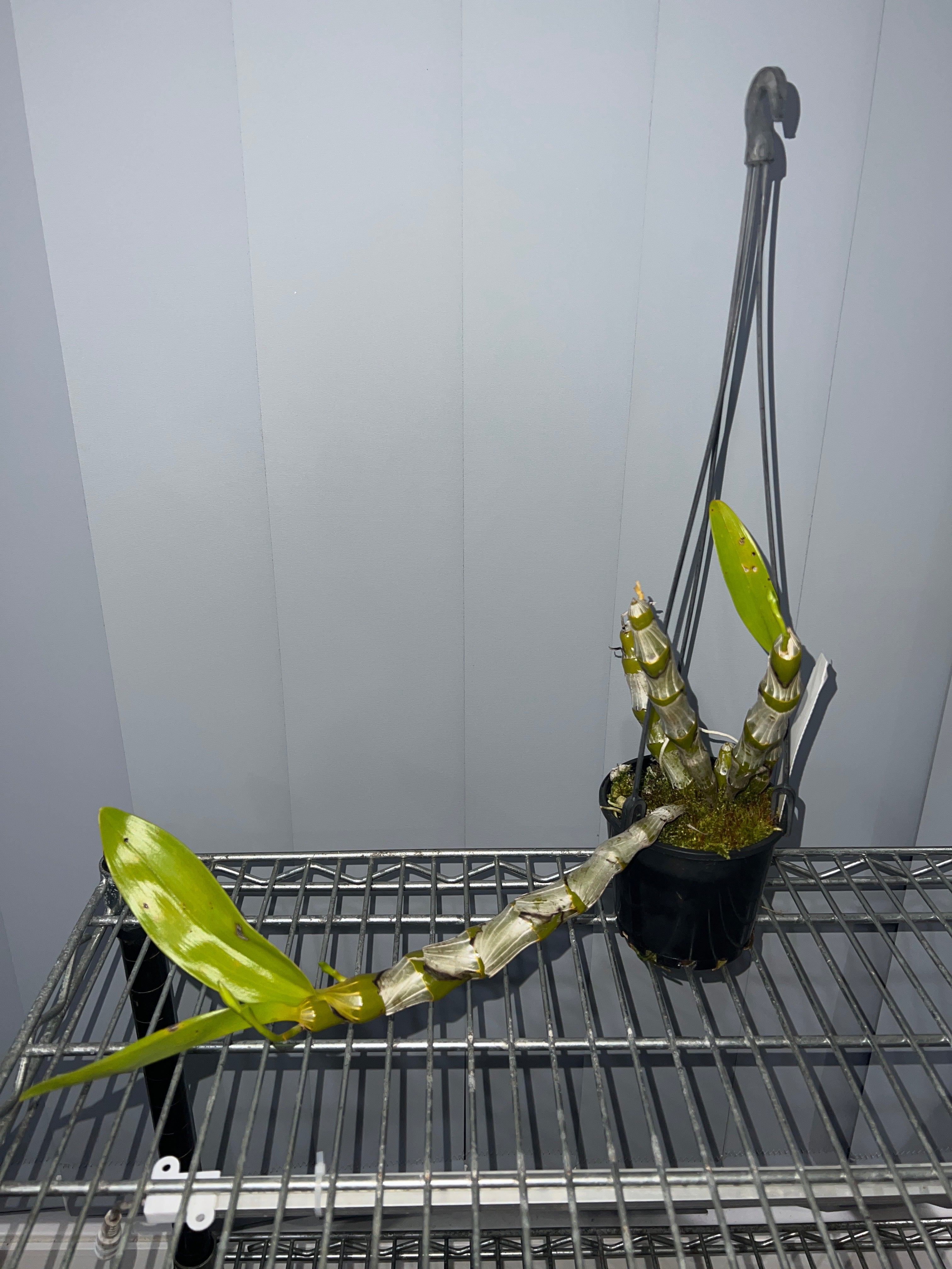 Dendrobium albosanguineum (Rare Species, In Buds) Secondary image