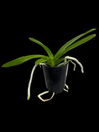 Vanda Noppon Gold x Rhynchostylis coelestis (MC)