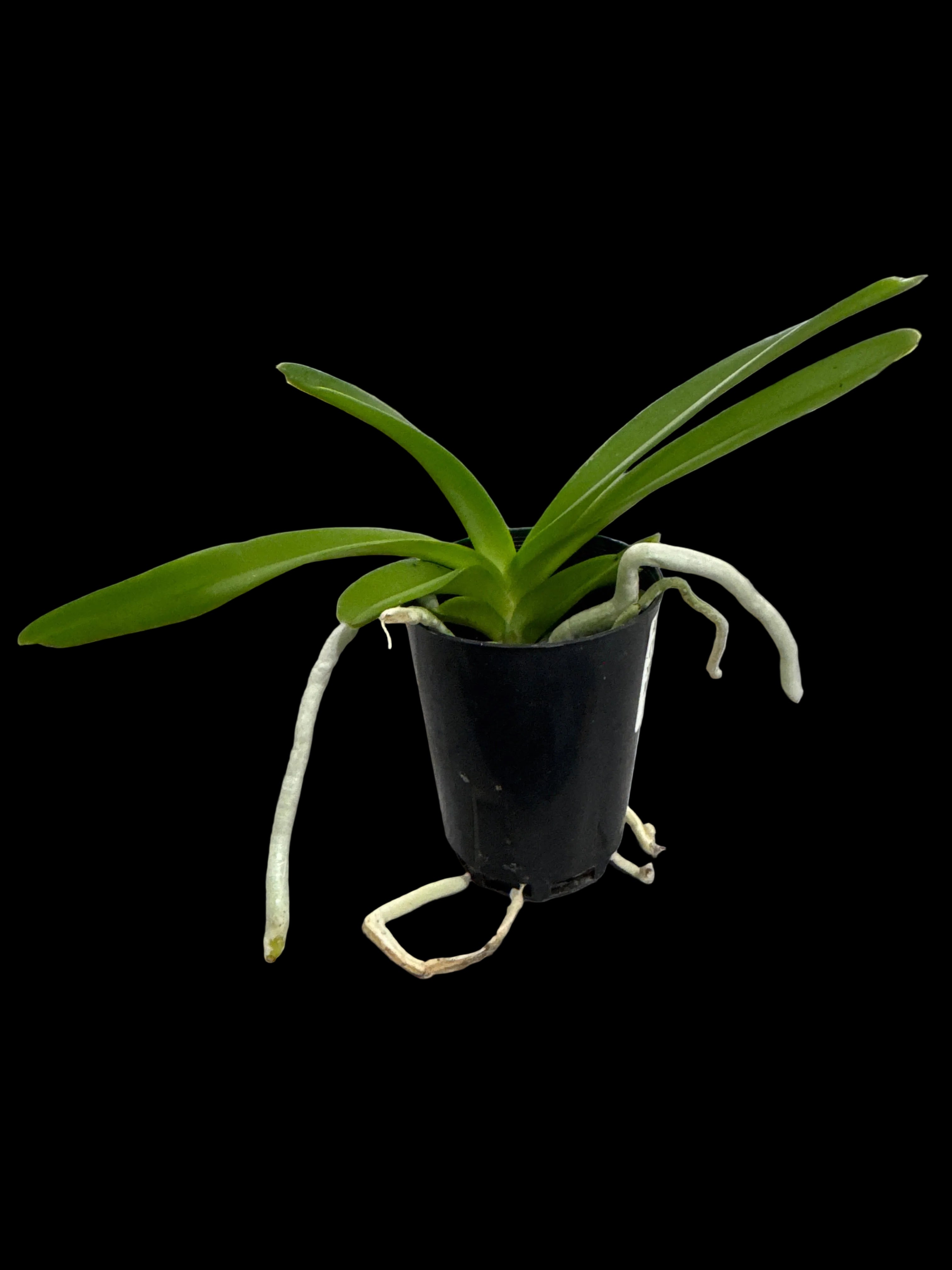 Vanda Noppon Gold x Rhynchostylis coelestis (MC)