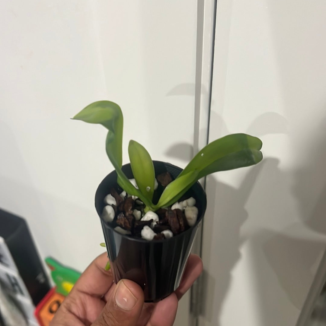Phalaenopsis Hieroglyphica (Species from Philippines) Secondary image