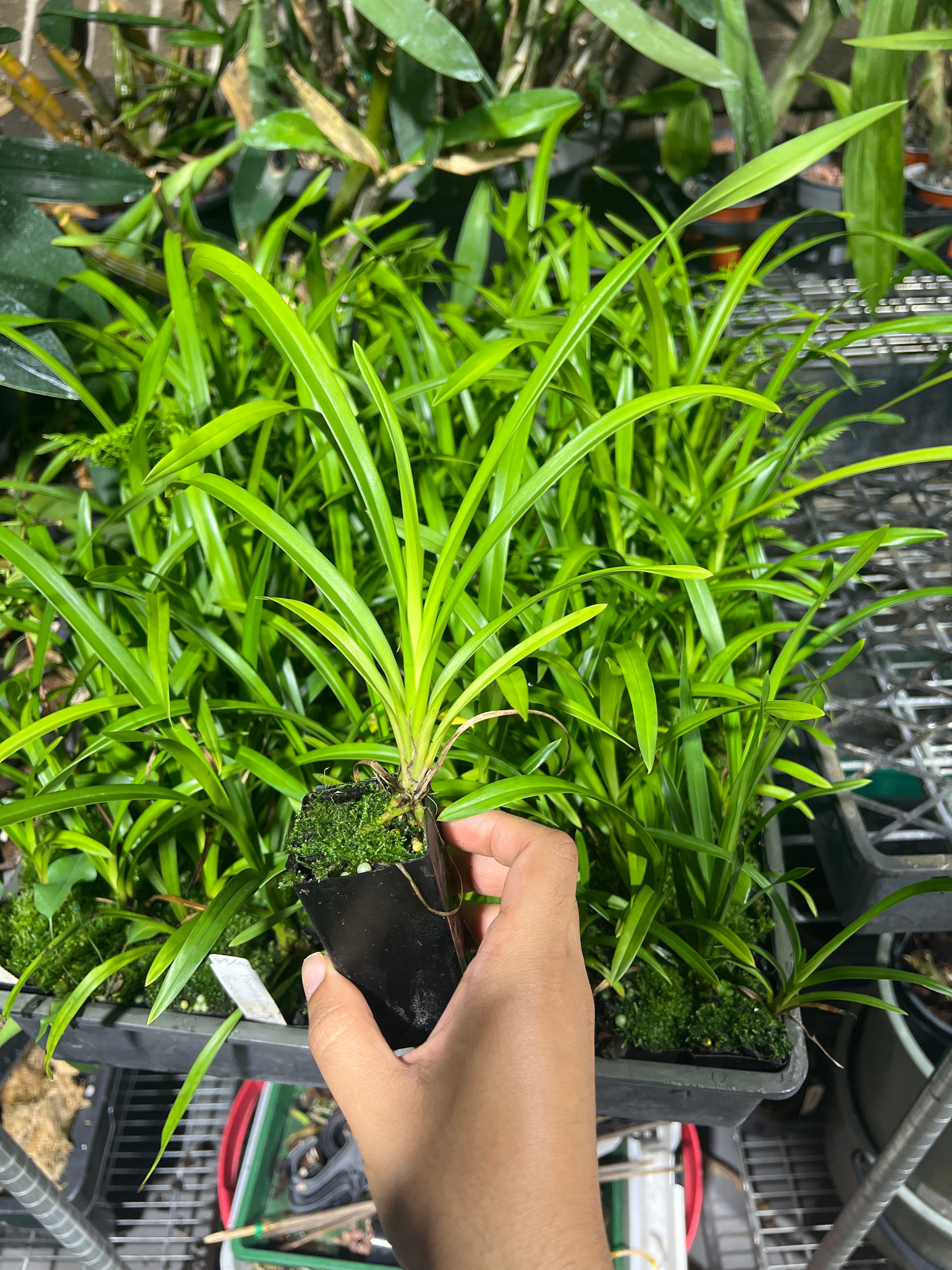 Cymbidium Pharaoh's Dream