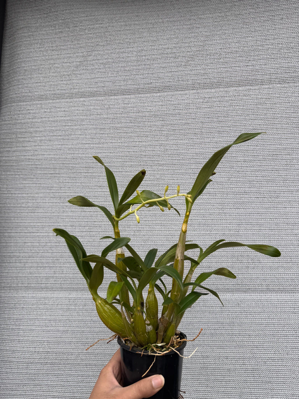 Dendrobium chrysotoxum var. suavissimum