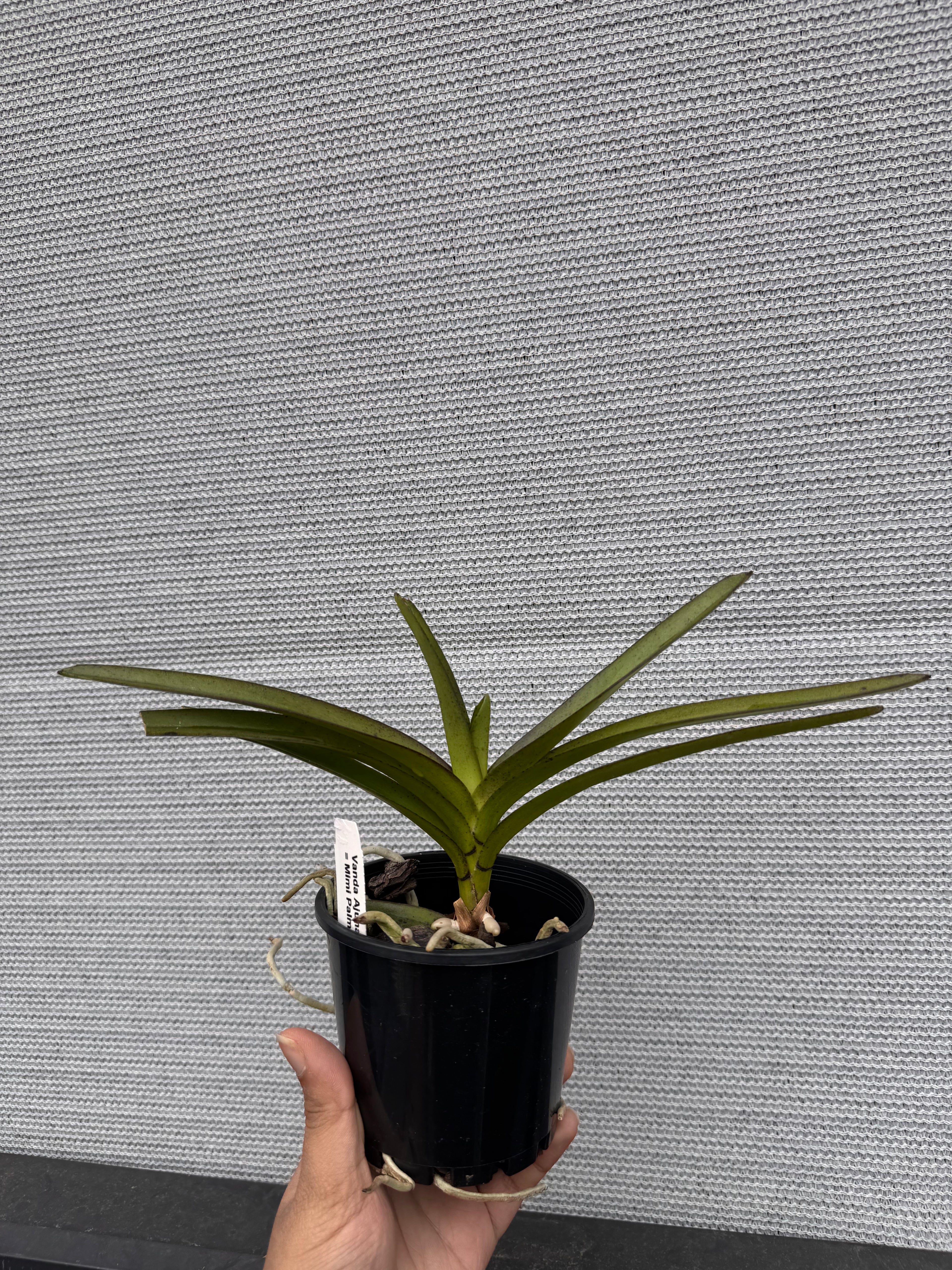 Vanda Arjuna (Pda. Mimi Palmer x V. tessellata) HIGHLY FRAGRANT