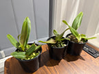 Cattleya dowiana f. rosiata