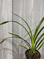Cymbidium Red Gem MC (Variegated And Fragrant)