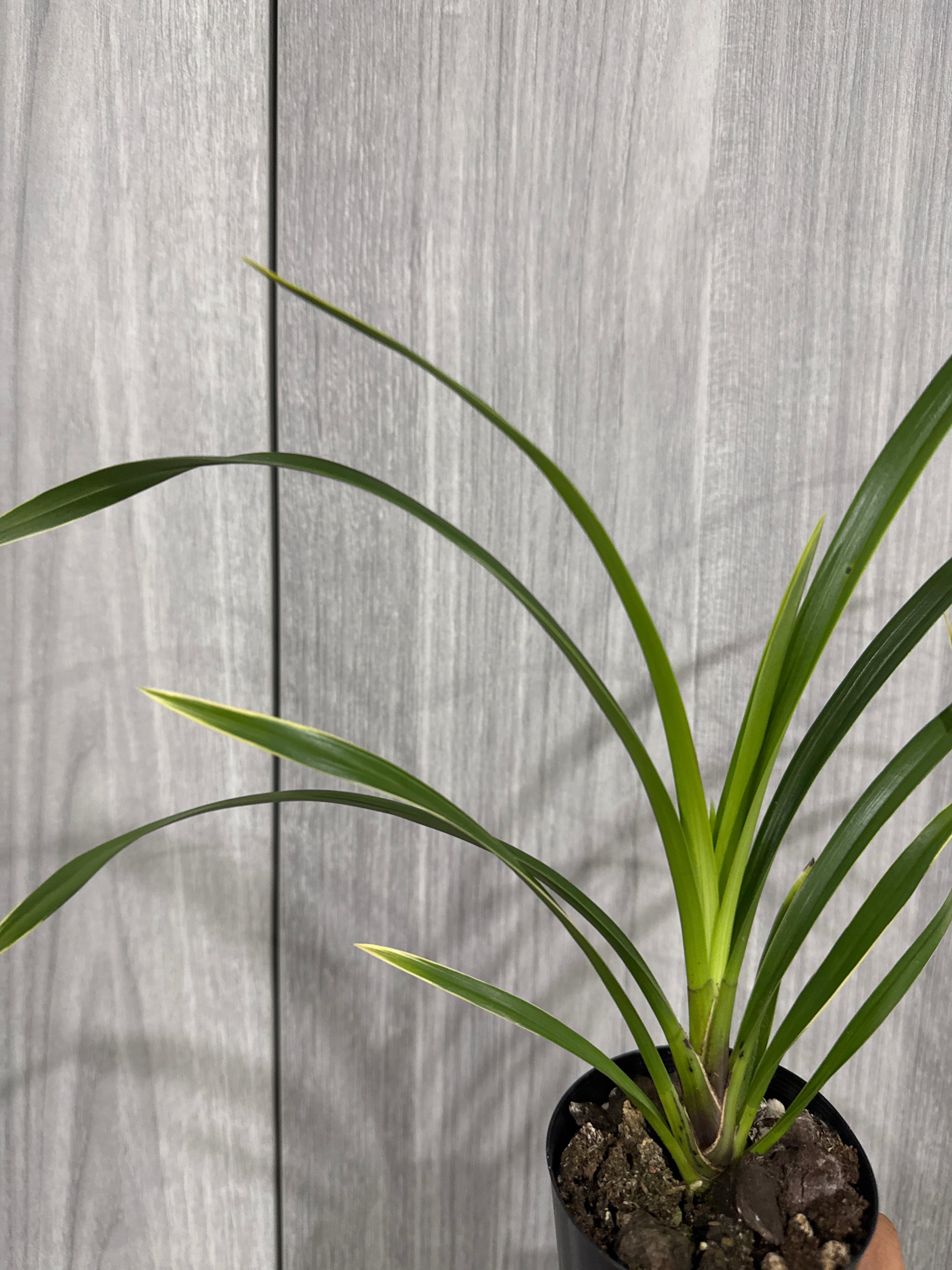 Cymbidium Red Gem MC (Variegated And Fragrant)