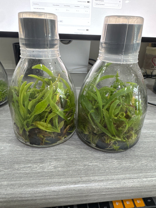 Cattleya maxima "coerulea Hector x Tipo" (Flask - Conical, ex Taiwan)