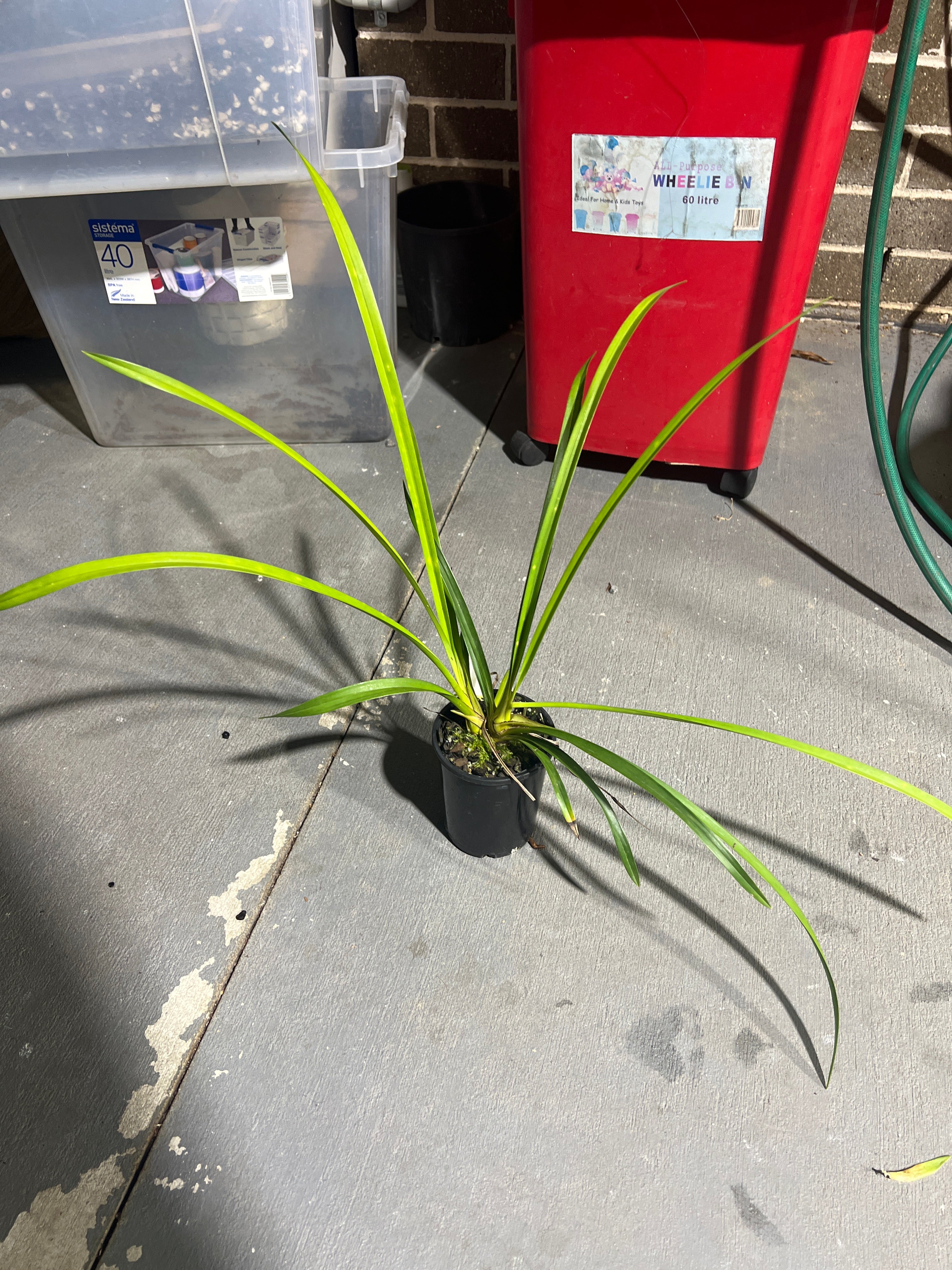 (FRAGRANT) Cymbidium (SARAH JEAN 'ICE CASCADE') Secondary image