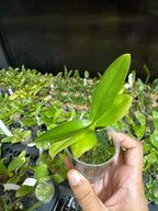 Phalaenopsis Sexy Venus ‘Fireworks’ (Mericlone)