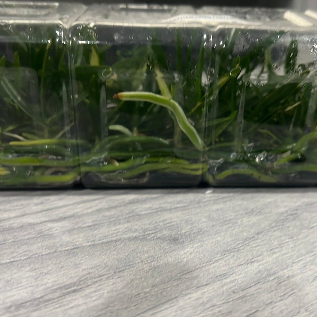 Vanda vietnamica SPECIES FLASK (35+ PLANTS)