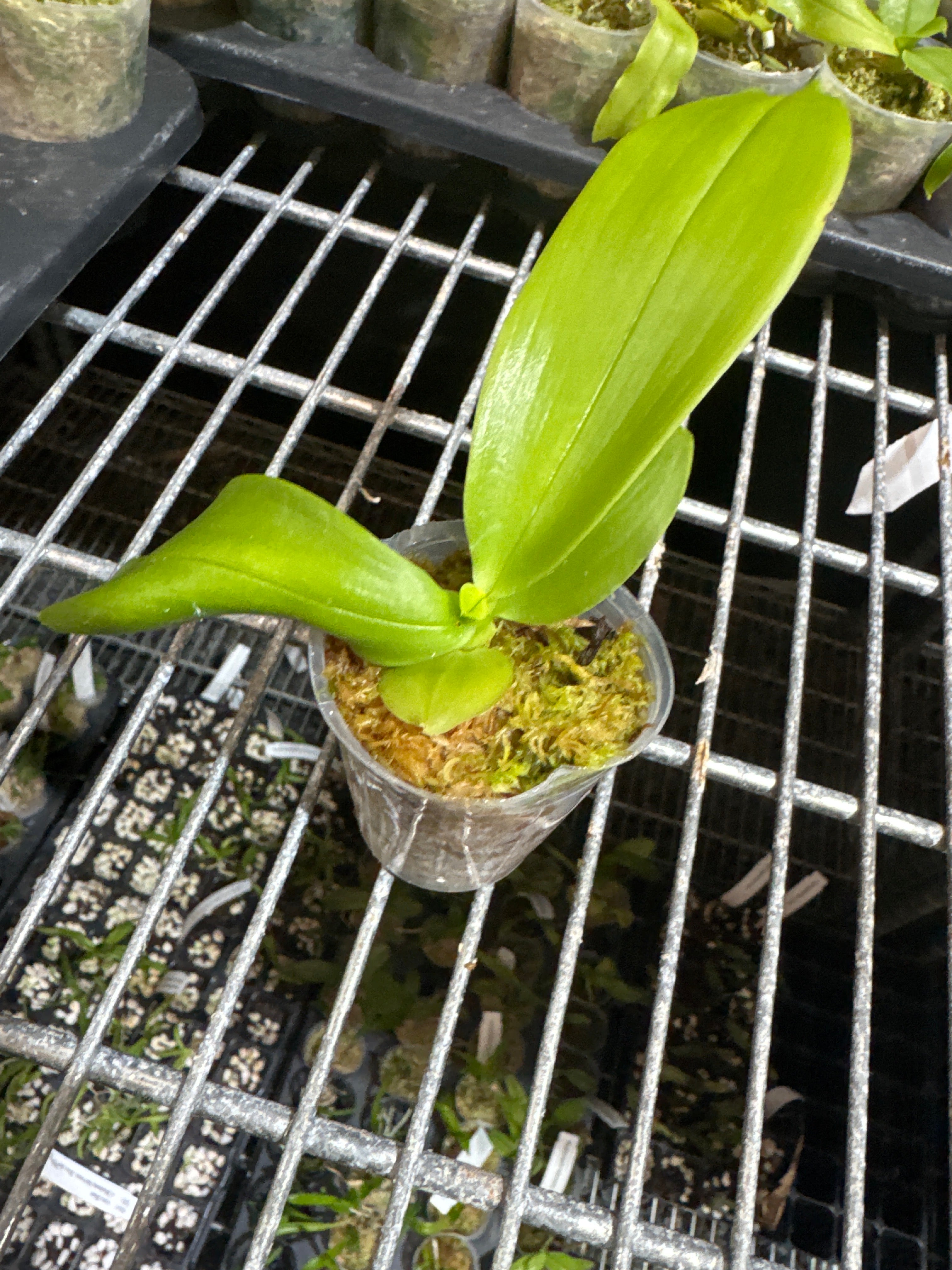 Phal. Joy Spring Canary 'Green 5'