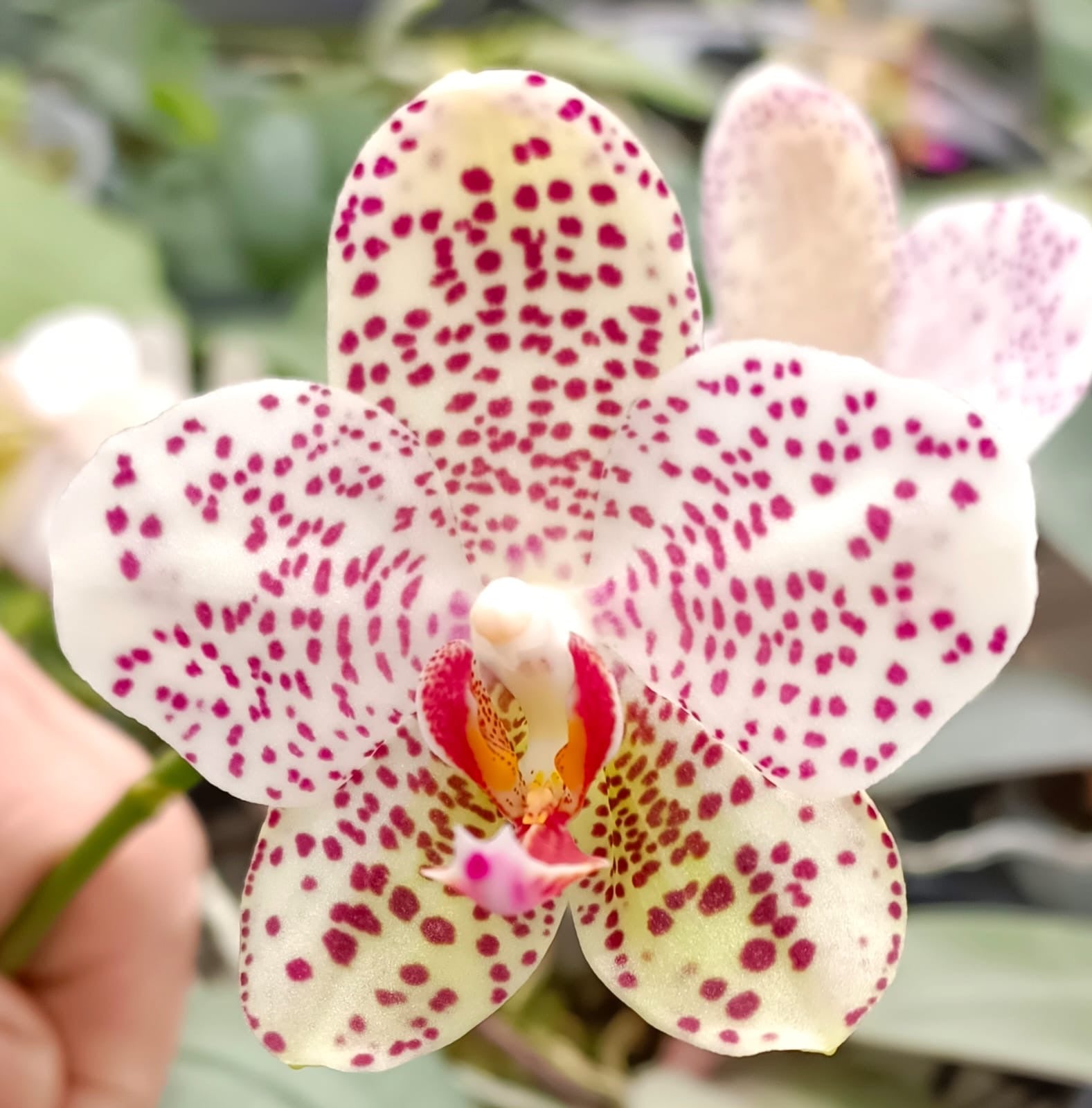 Phalaenopsis Gretchen (gigantea x stuartiana) MC (Mottled RARE) Main image