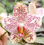 Phalaenopsis Gretchen (gigantea x stuartiana) MC (Mottled RARE)