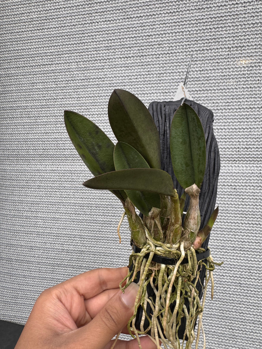 Cattleya longipes