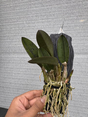 Cattleya longipes