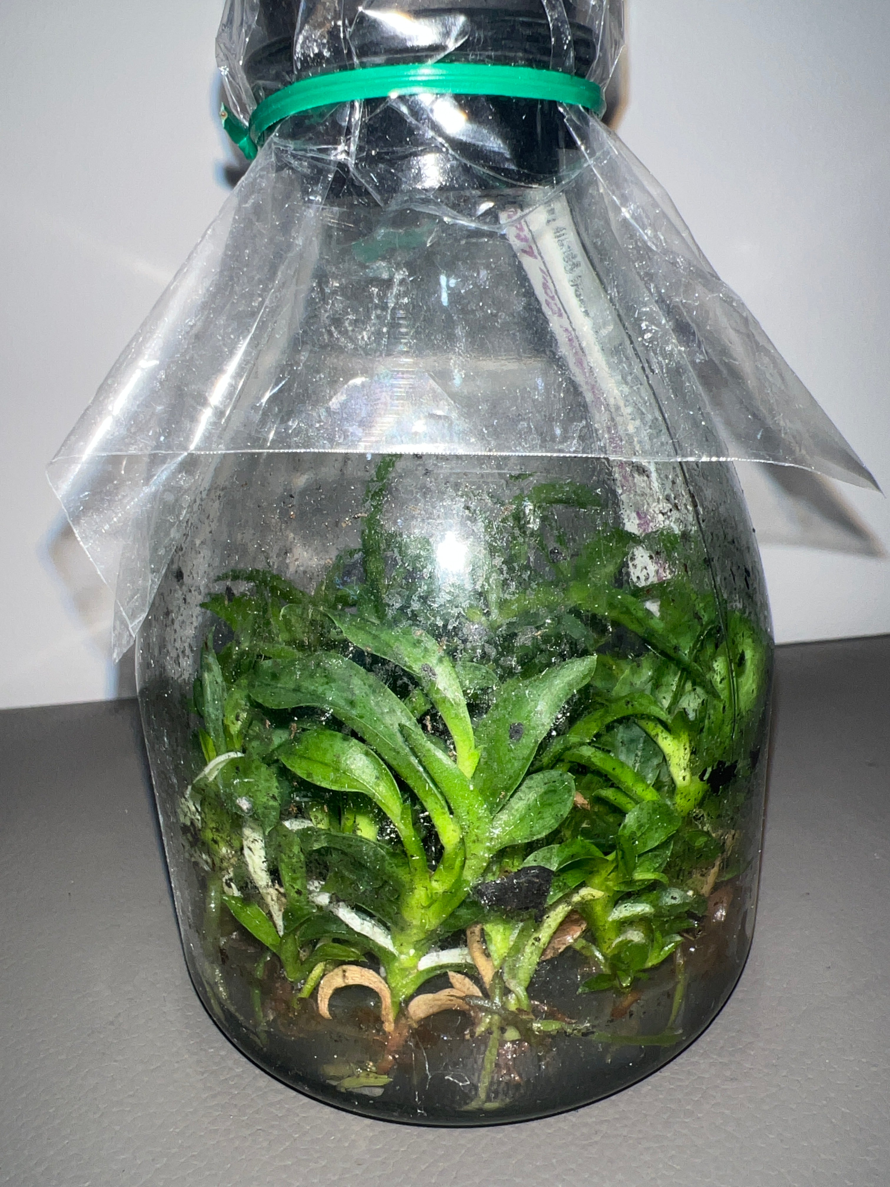 Laelia dayana coerulea x sib (Species Flask - Conical) ex Taiwan Secondary image