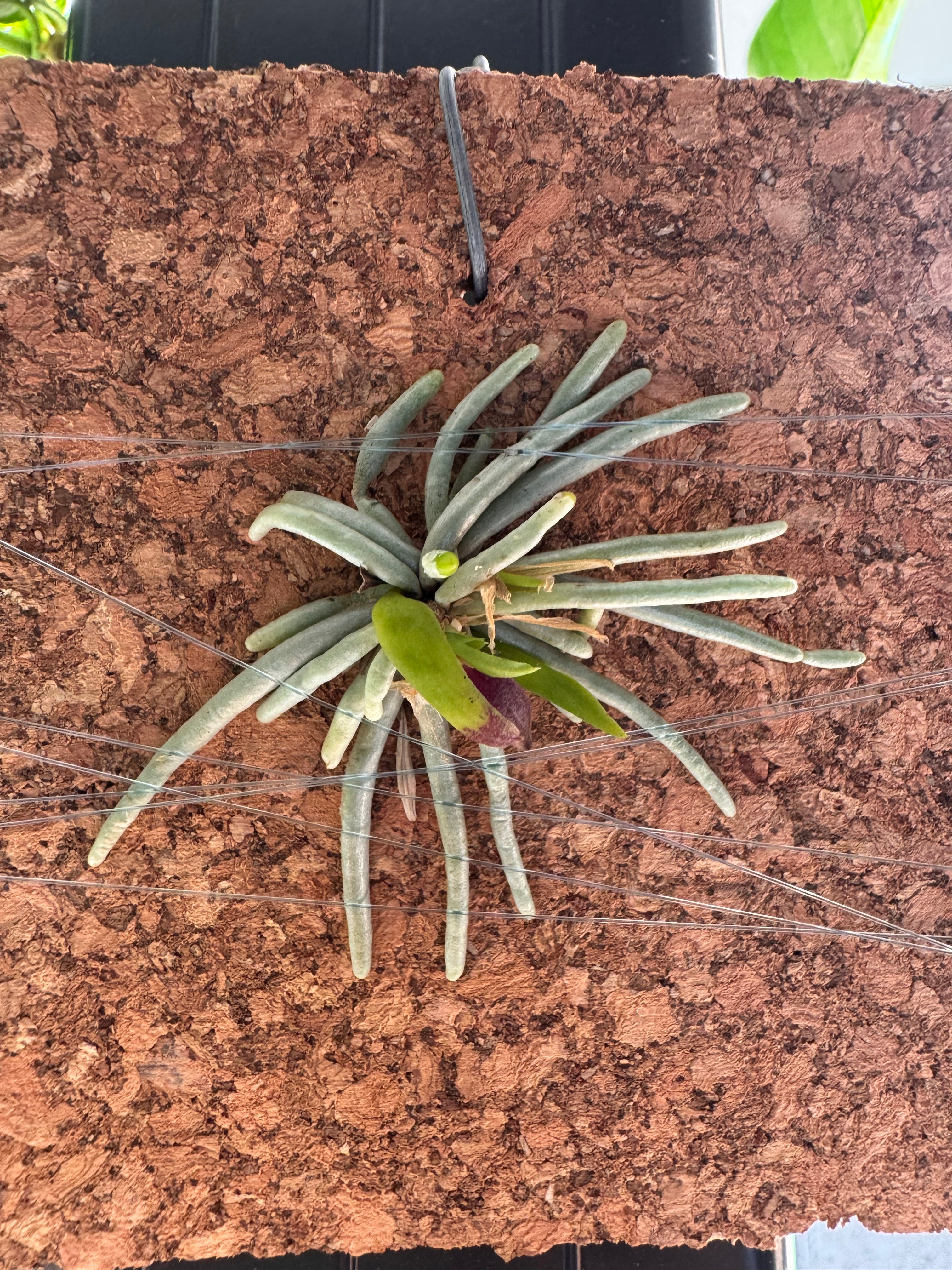 Chiloschista pusilla (Fragrant species) Secondary image