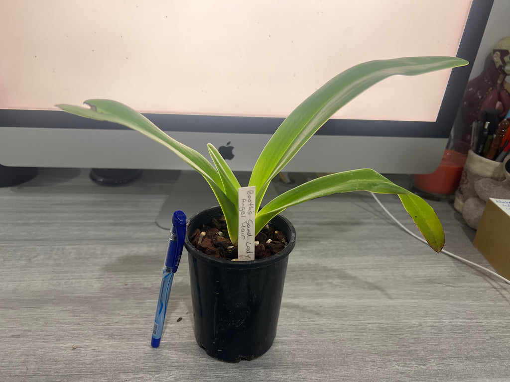 Paphiopedilum La Chaumiere (Booth's Sand Lady × Angel Hair)