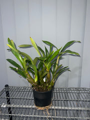 Dendrobium chrysotoxum (Species, FS Budding)