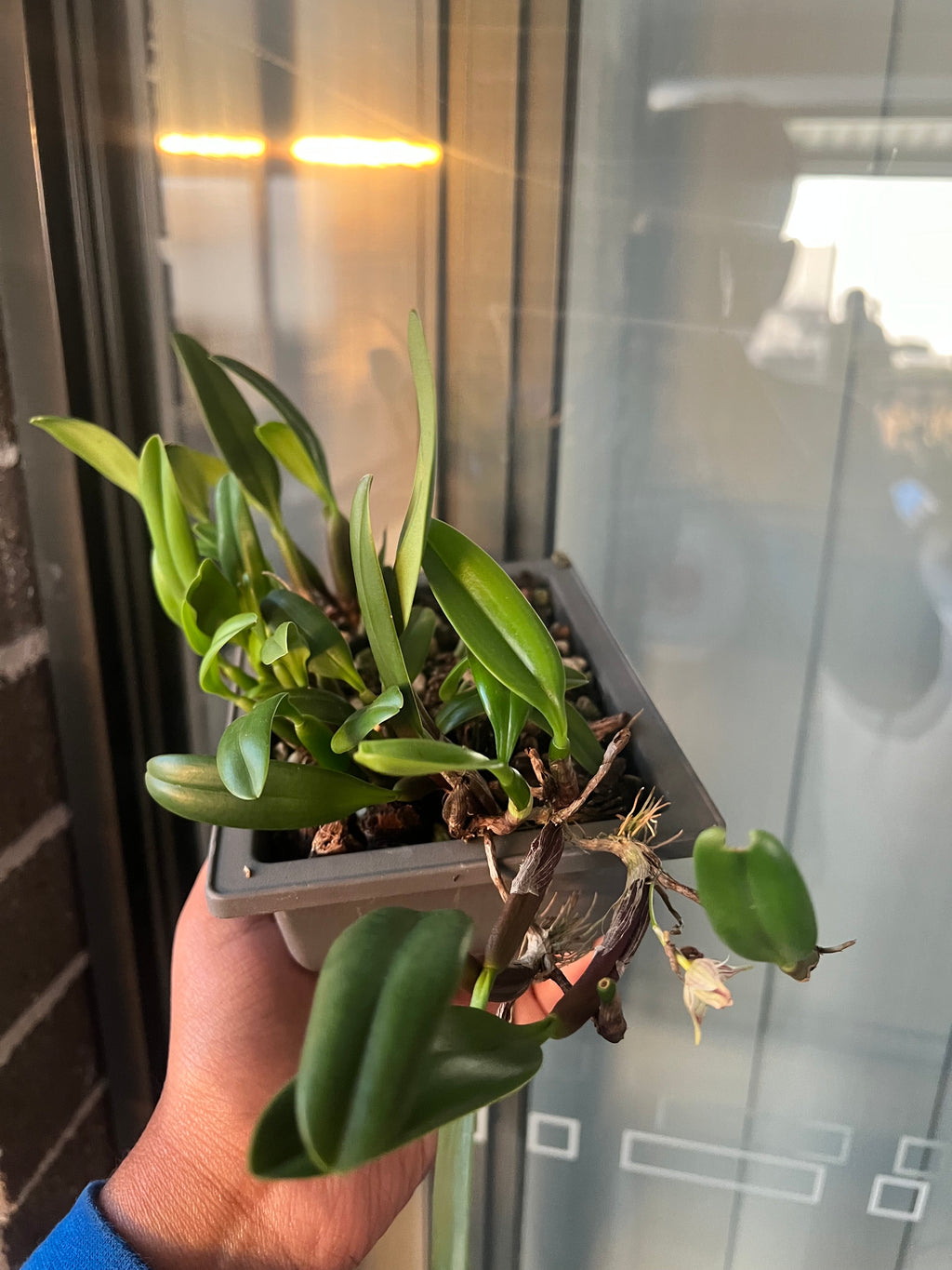 Bulbophyllum Ambrosia