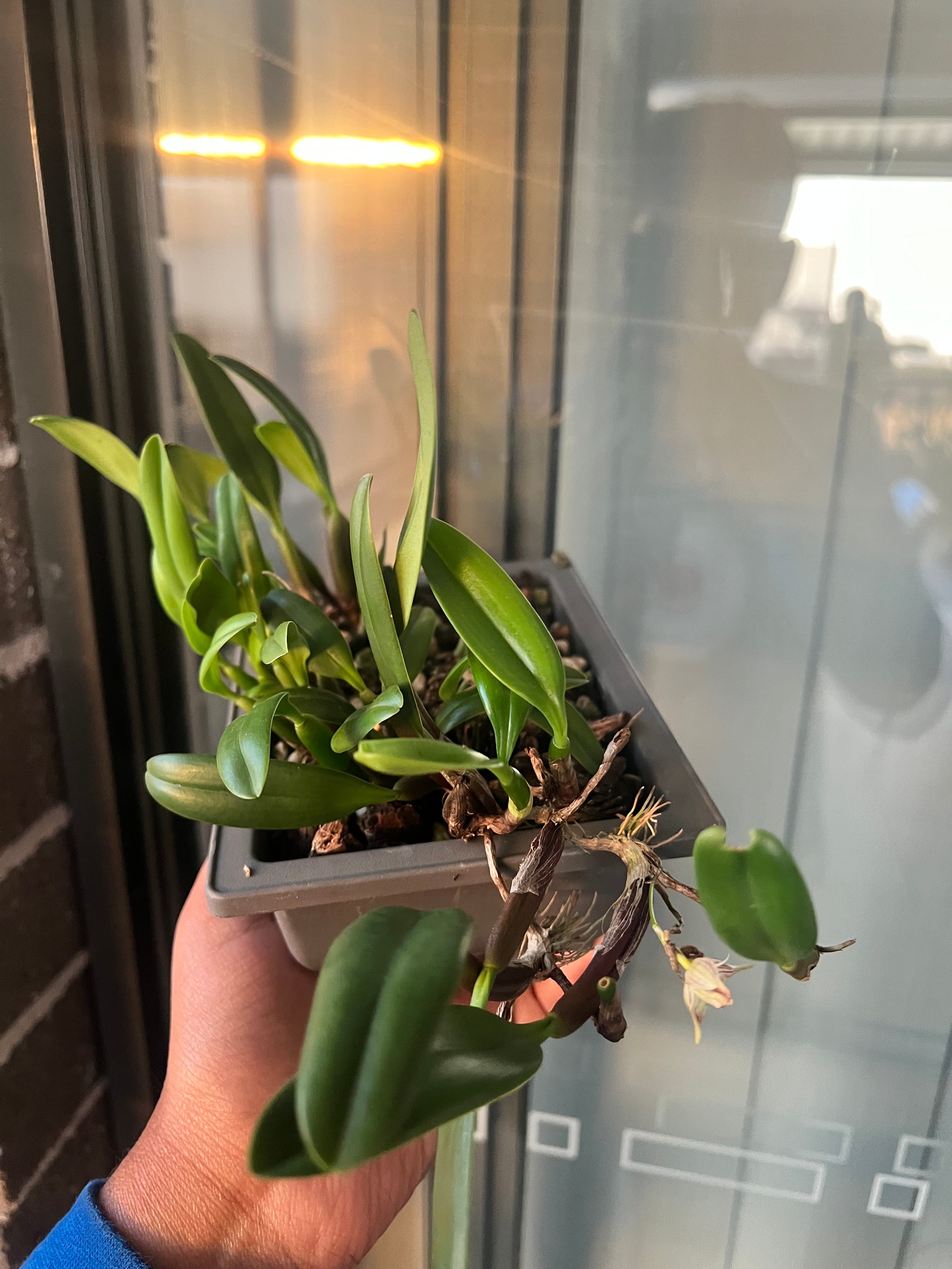 Bulbophyllum Ambrosia