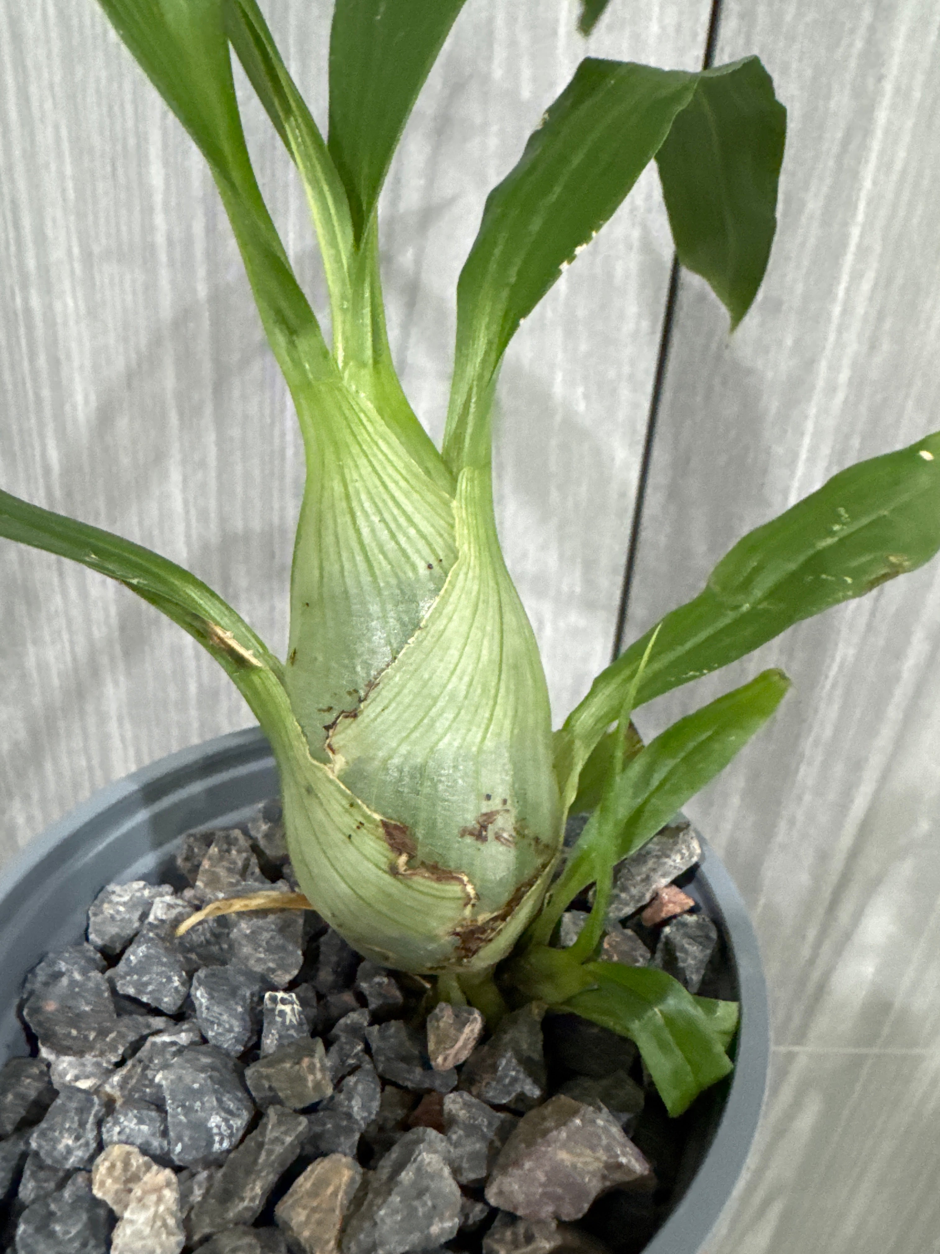 (BLACK ORCHID) Monnierara Millennium Magic 'Witchcraft' Secondary image