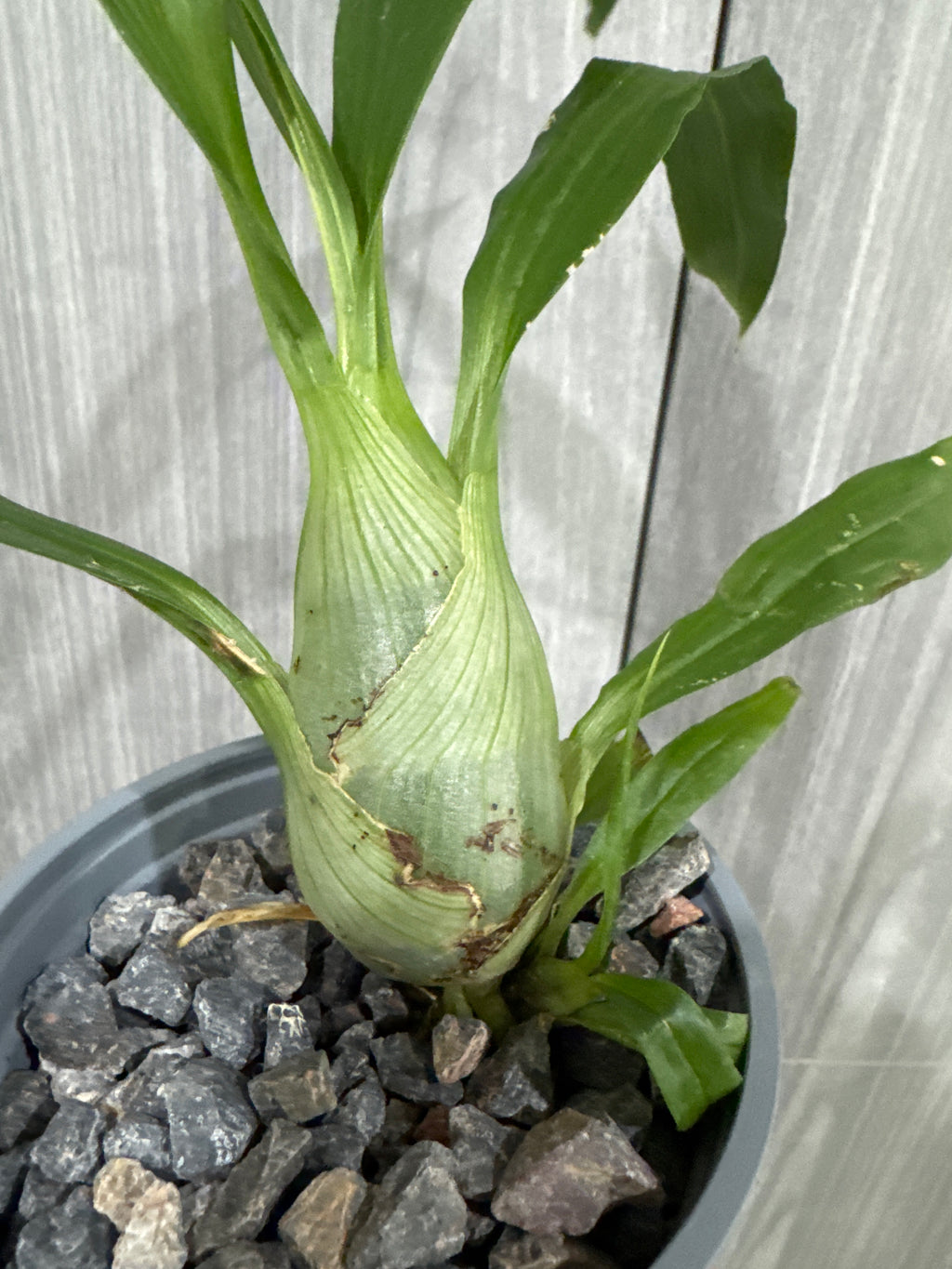 (BLACK ORCHID) Monnierara Millennium Magic 'Witchcraft'