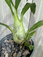 (BLACK ORCHID) Monnierara Millennium Magic 'Witchcraft'