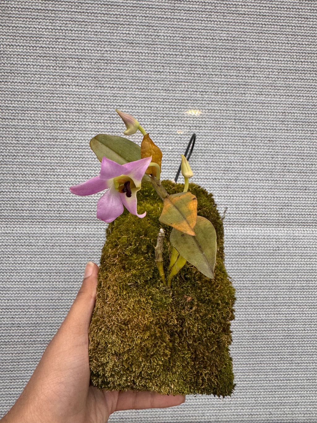 Dendrobium trantuanii