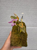 Dendrobium trantuanii
