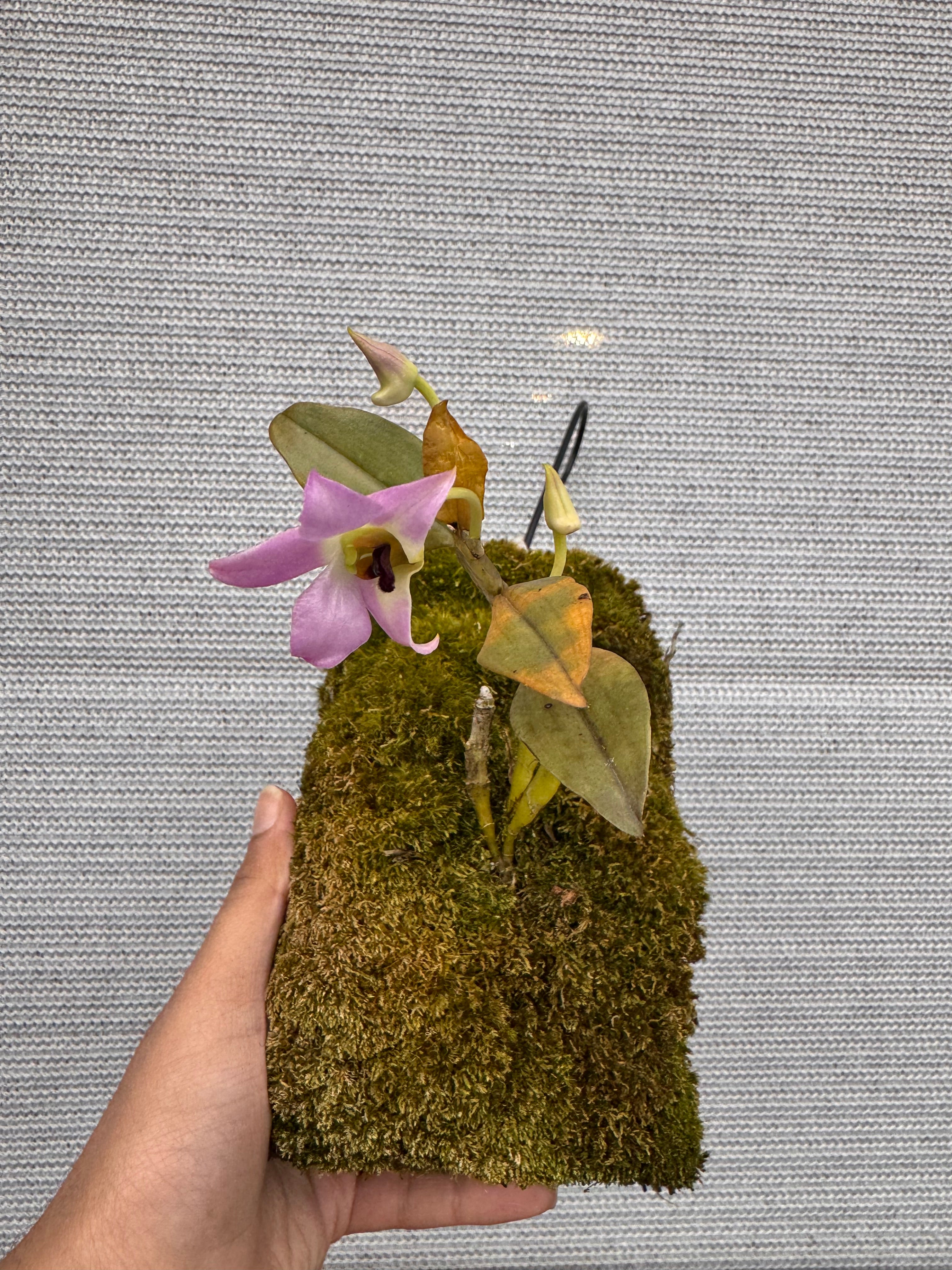 Dendrobium trantuanii